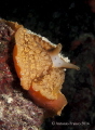   Umbraculum Mediterraneum  